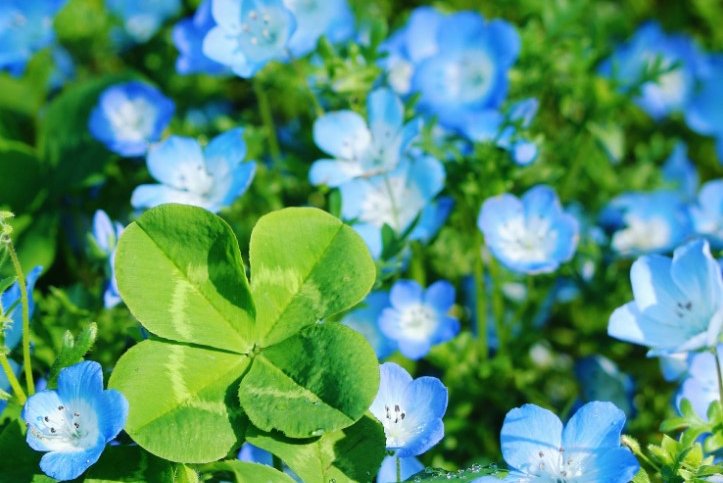 Clover (Feel Free To Crop)