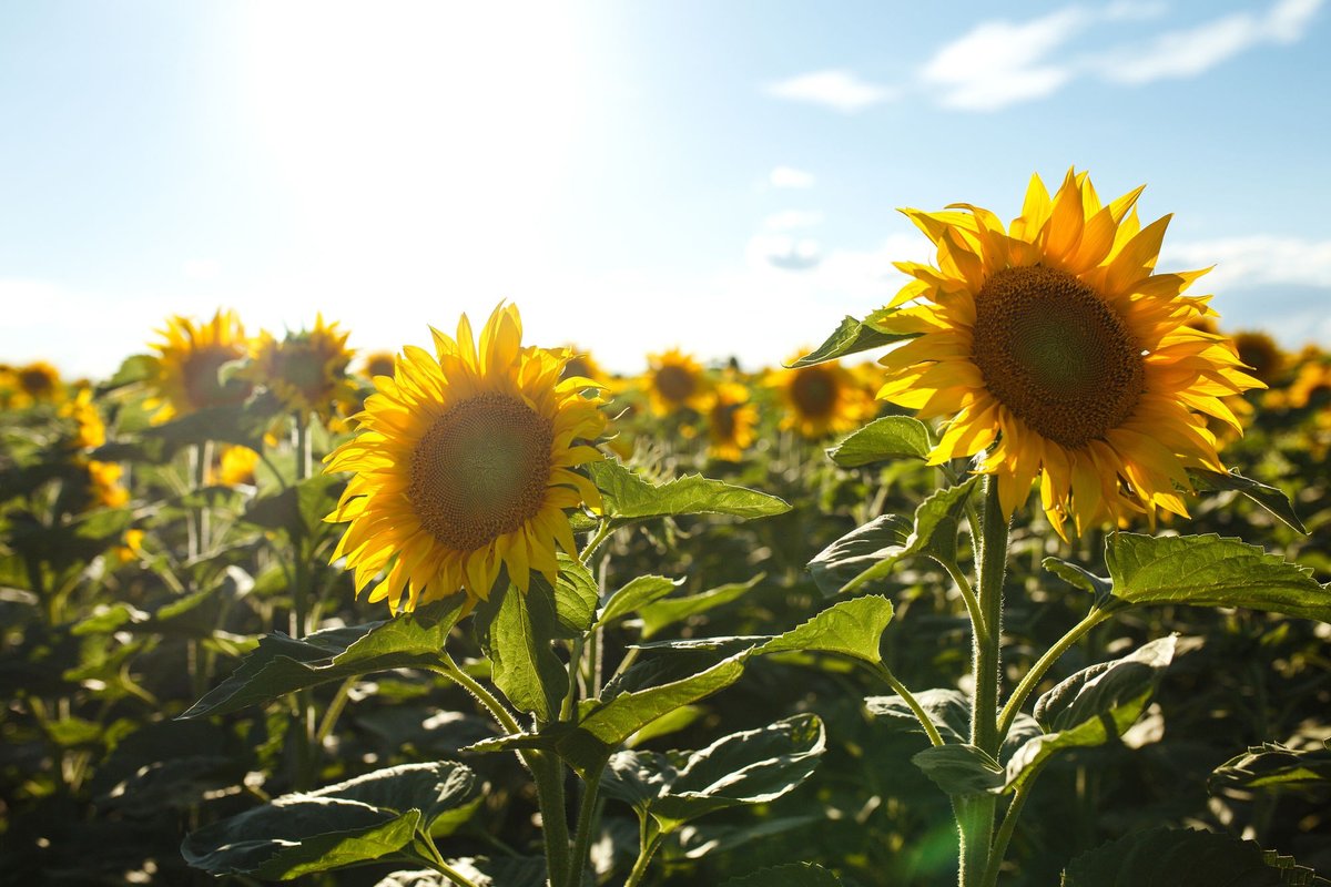 EMA, LH, NC - Sunflower (Headline)-converted-from-png