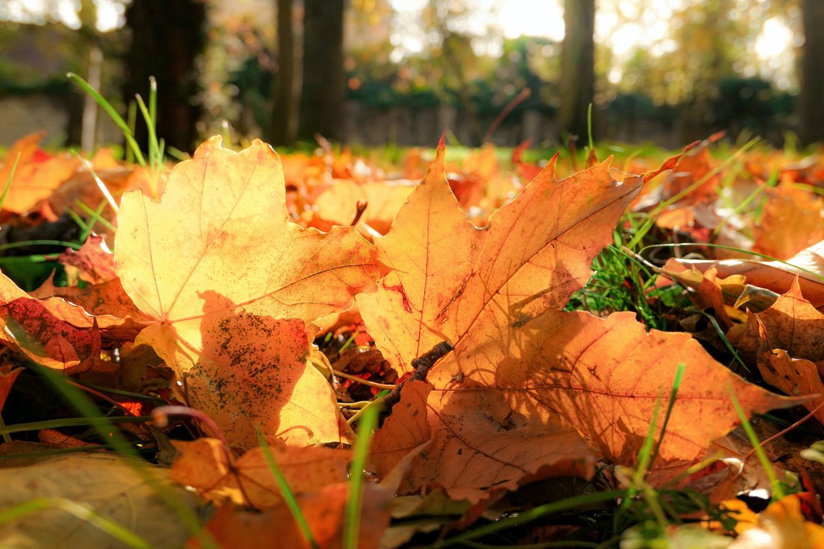 Fall - Madison Sq. Park