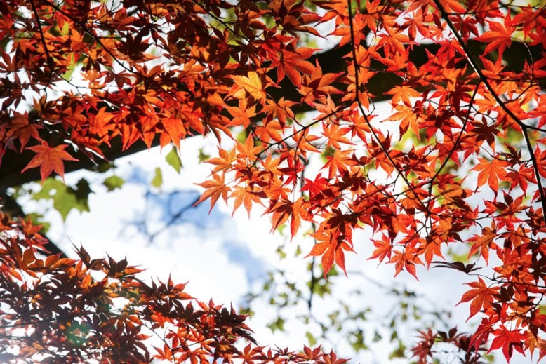 Fall Leaves
