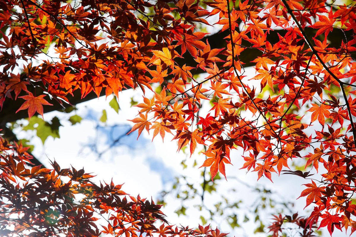 Header (All Sites)