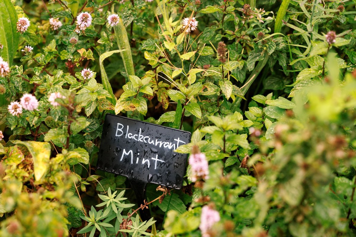 NC Garden-converted-from-png