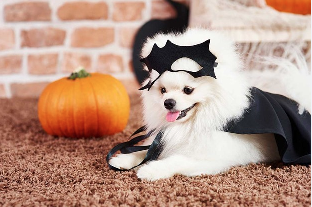 Pet hallowen costume contest