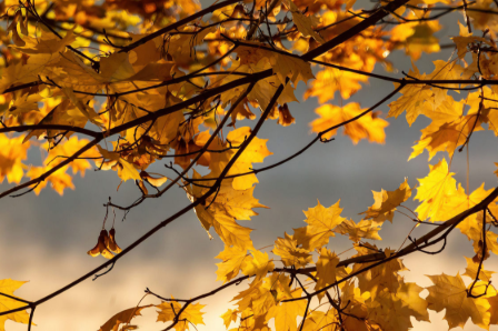 Sept NL Fall leaves