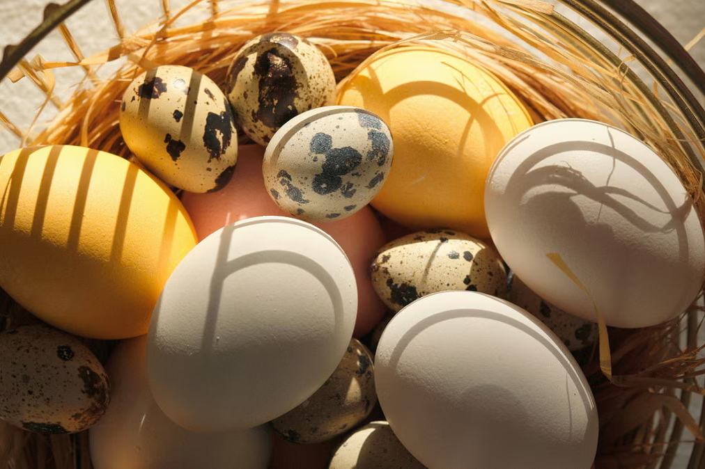 multi color eggs