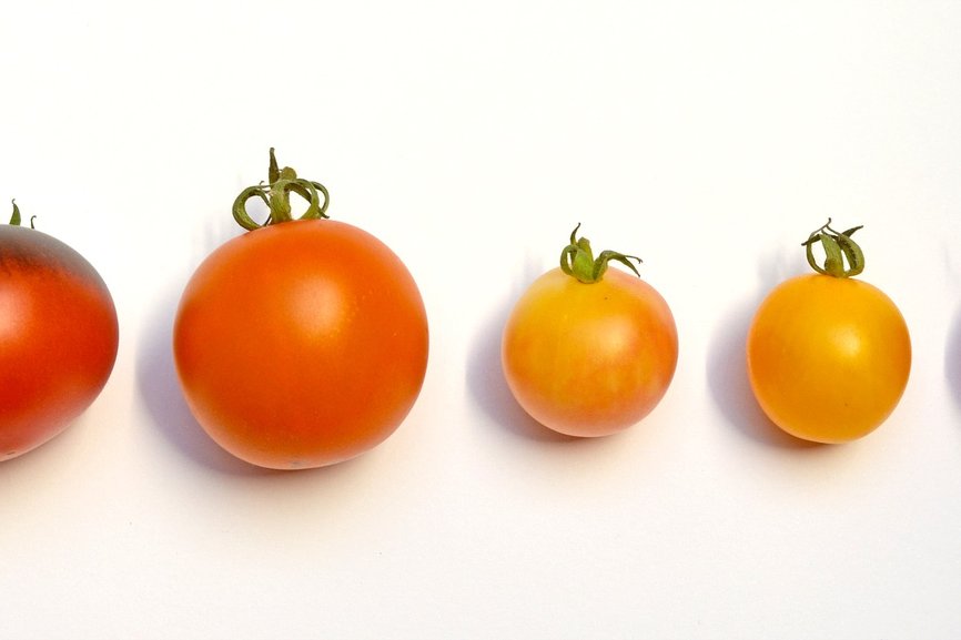 Heirloom Tomato
